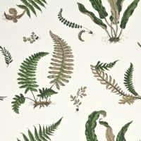 Ferns Wallpaper