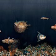 Sample-Deep Ocean Wall Mural Sample