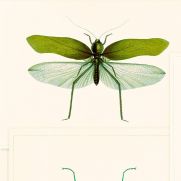 Sample-Entomology Wallpaper Sample