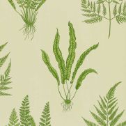 Woodland Ferns Wallpaper Green