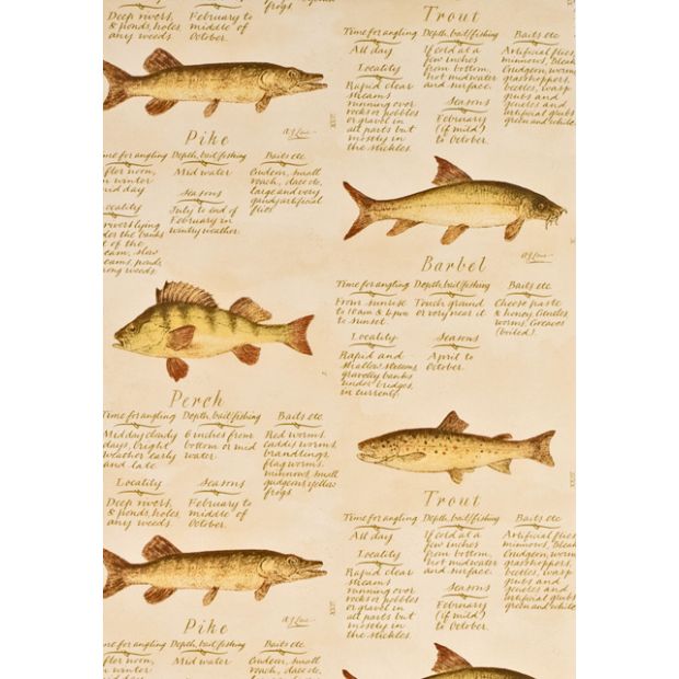 European Freshwater Fish Wallpaper