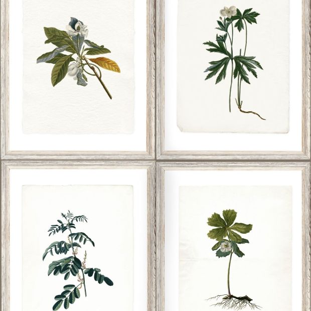 Botany Wallpaper