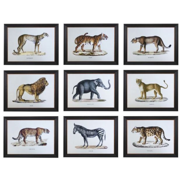 Set of 9 Animal Prints