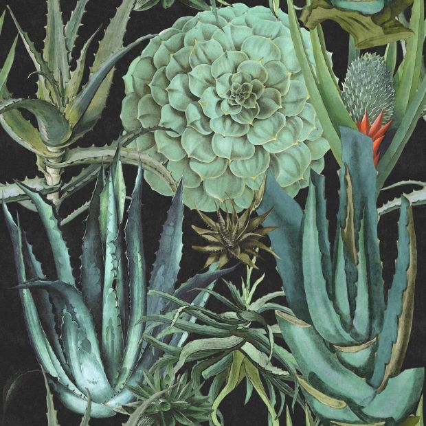 Succulentus Wallpaper