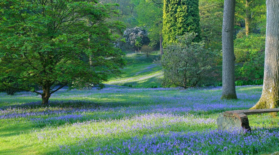 High Beeches Woodland & Water Garden, Sussex