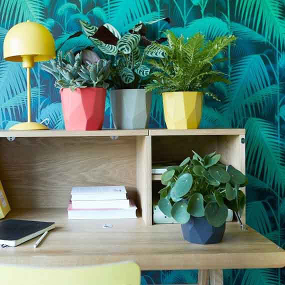 Interior Decorating with Plants | F&P Interiors