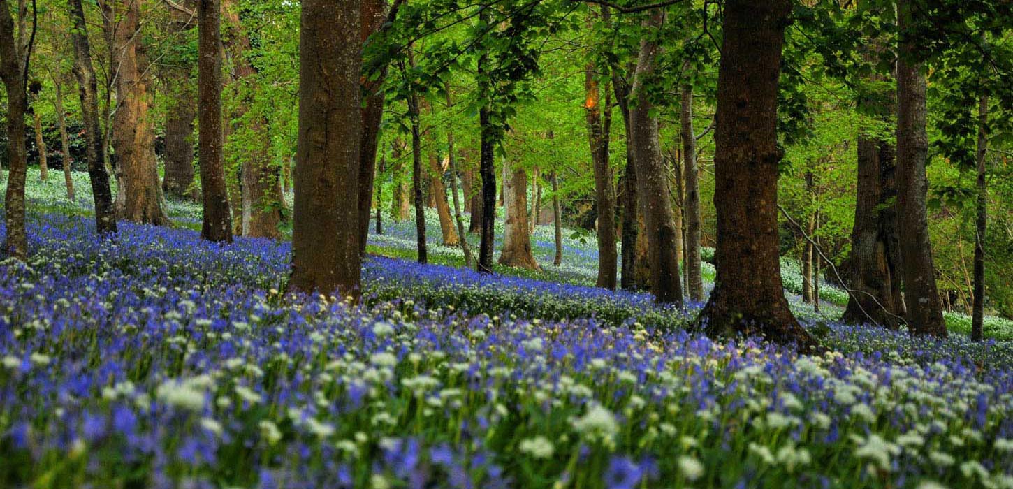Bluebell Woods Cornwall