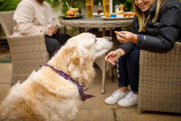 dog friendly pubs sussex