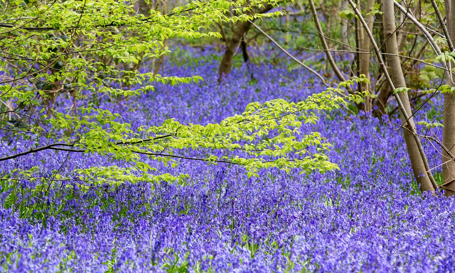 Hole Park Bluebell Wood