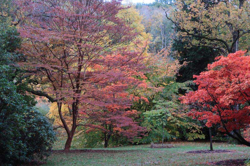 Autumn High Beeches West Sussex